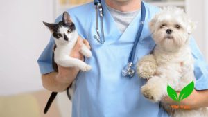 Mèo chó ăn gói hút ẩm có sao không?